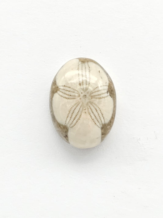 Sea Urchin (Sand Dollar) Fossil Cabochon – Rare Mexican Echinoid, Hand Polished