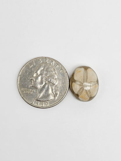 Sea Urchin (Sand Dollar) Fossil Cabochon – Rare Mexican Echinoid, Hand Polished