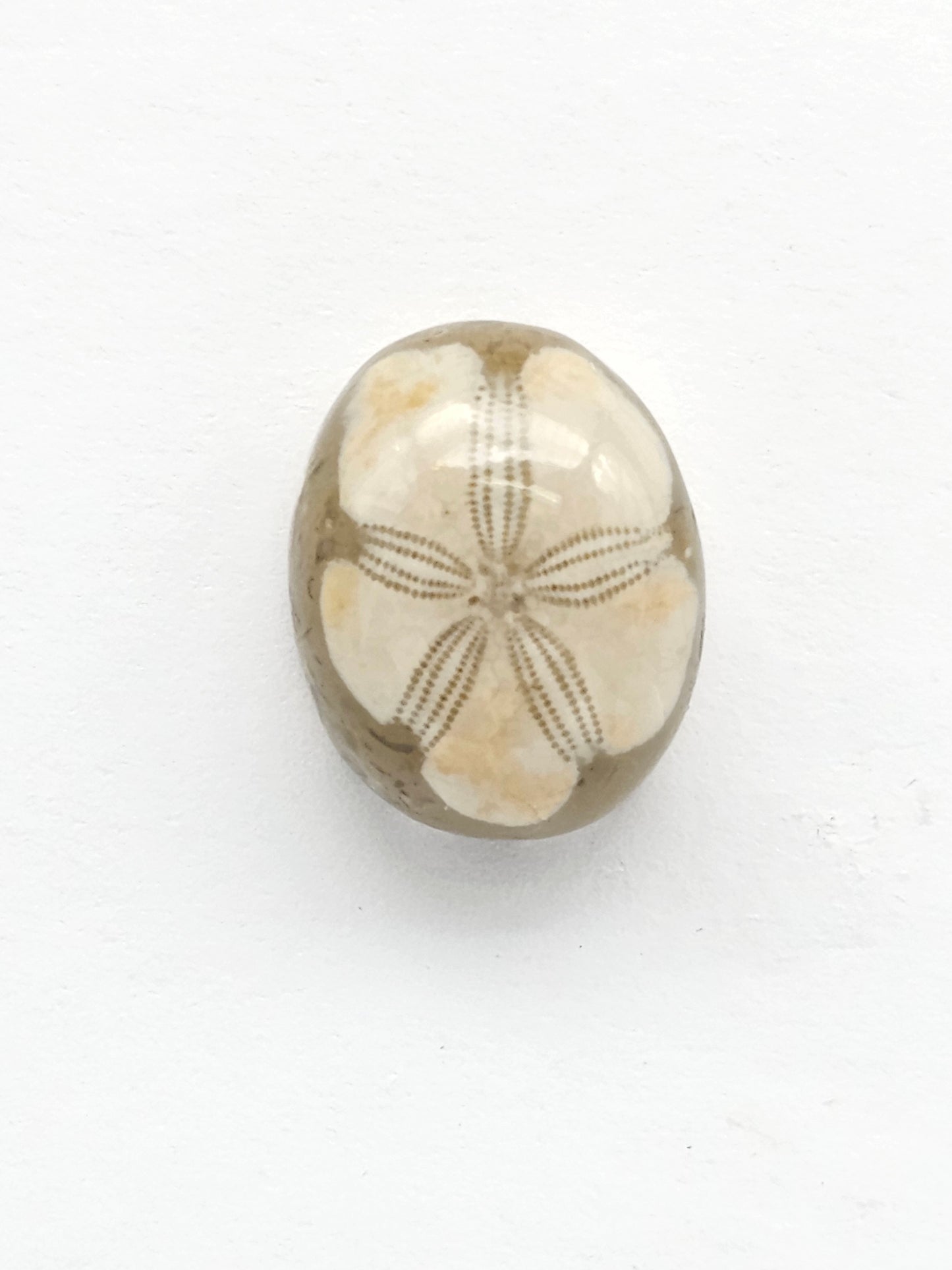 Sea Urchin (Sand Dollar) Fossil Cabochon – Rare Mexican Echinoid, Hand Polished