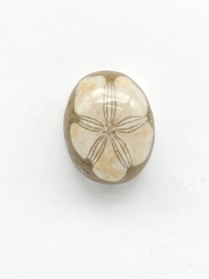 Sea Urchin (Sand Dollar) Fossil Cabochon – Rare Mexican Echinoid, Hand Polished