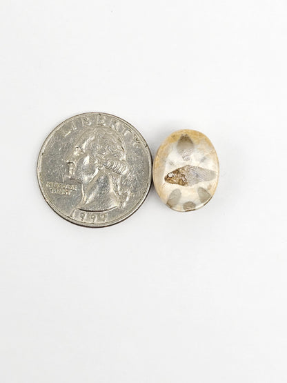 Sea Urchin (Sand Dollar) Fossil Cabochon – Rare Mexican Echinoid, Hand Polished