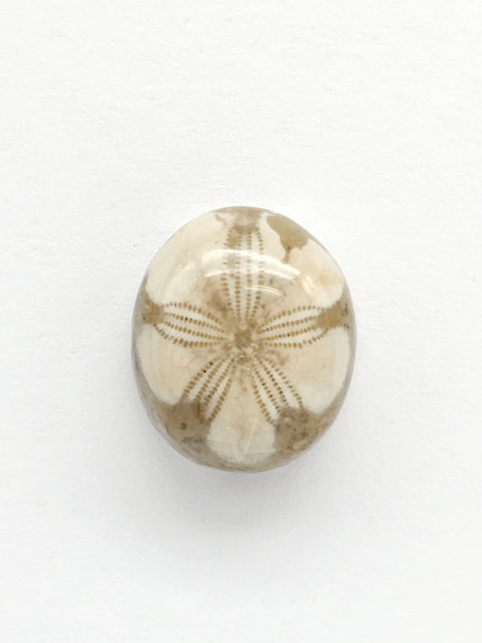 Sea Urchin (Sand Dollar) Fossil Cabochon – Rare Mexican Echinoid, Hand Polished