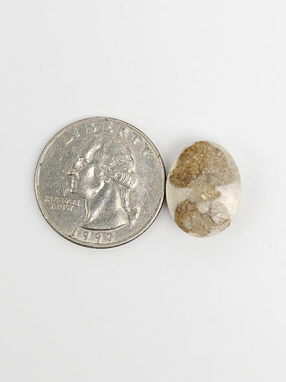 Sea Urchin (Sand Dollar) Fossil Cabochon – Rare Mexican Echinoid, Hand Polished