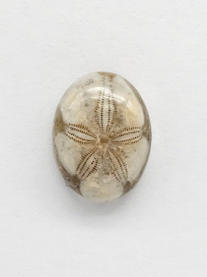 Sea Urchin (Sand Dollar) Fossil Cabochon – Rare Mexican Echinoid, Hand Polished