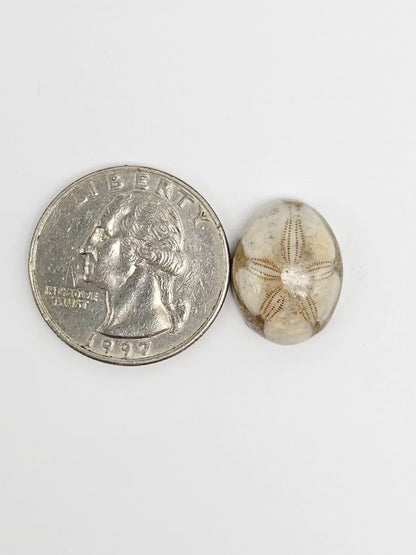 Sea Urchin (Sand Dollar) Fossil Cabochon – Rare Mexican Echinoid, Hand Polished