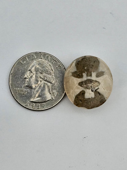 Sand dollar fossil medium