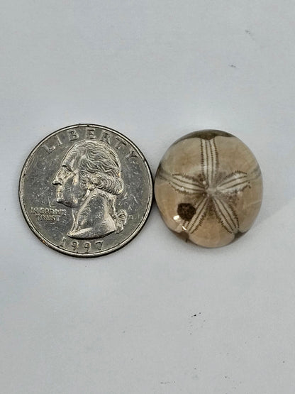 Sand dollar fossil medium