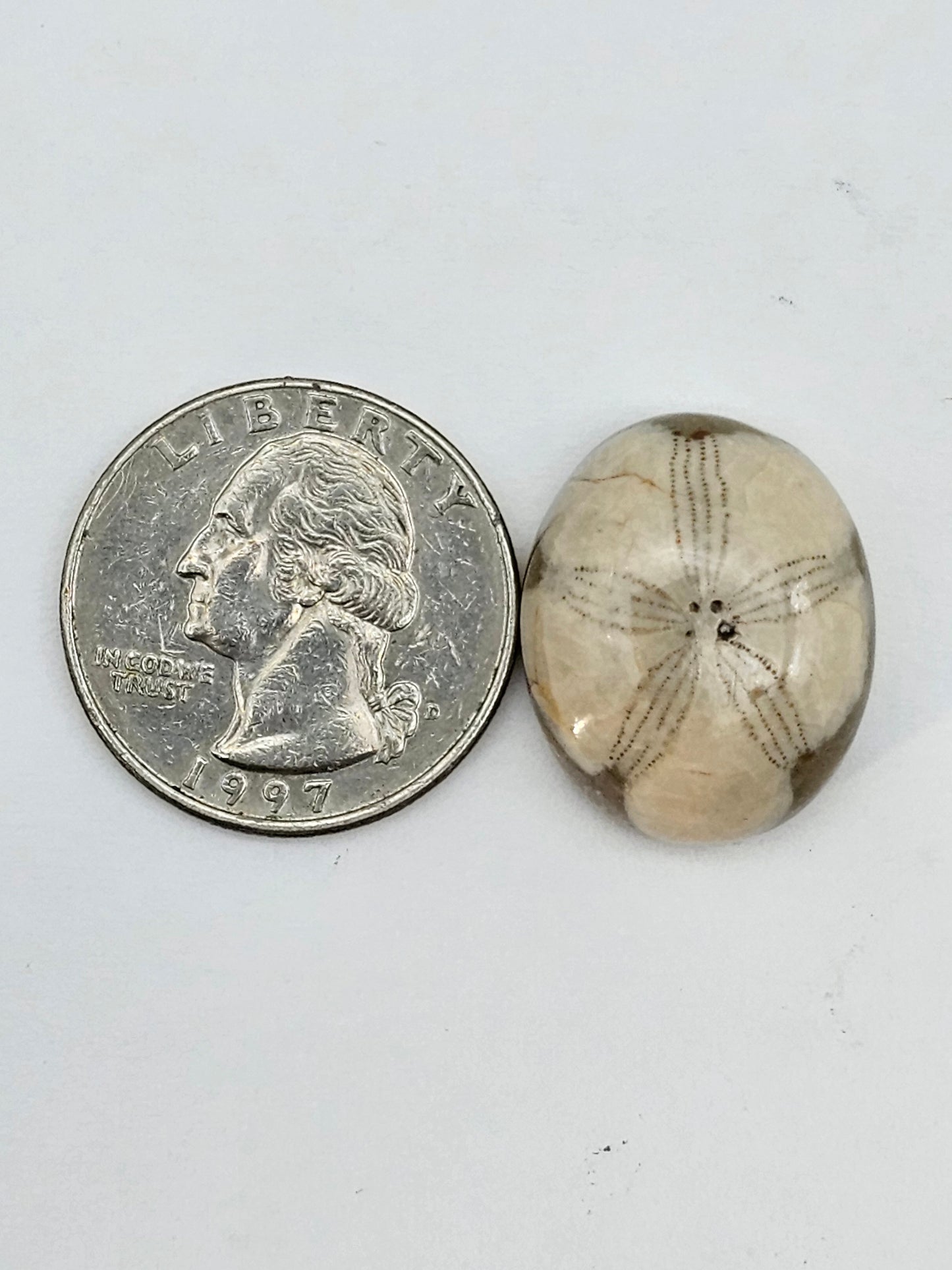 Sand dollar fossil medium