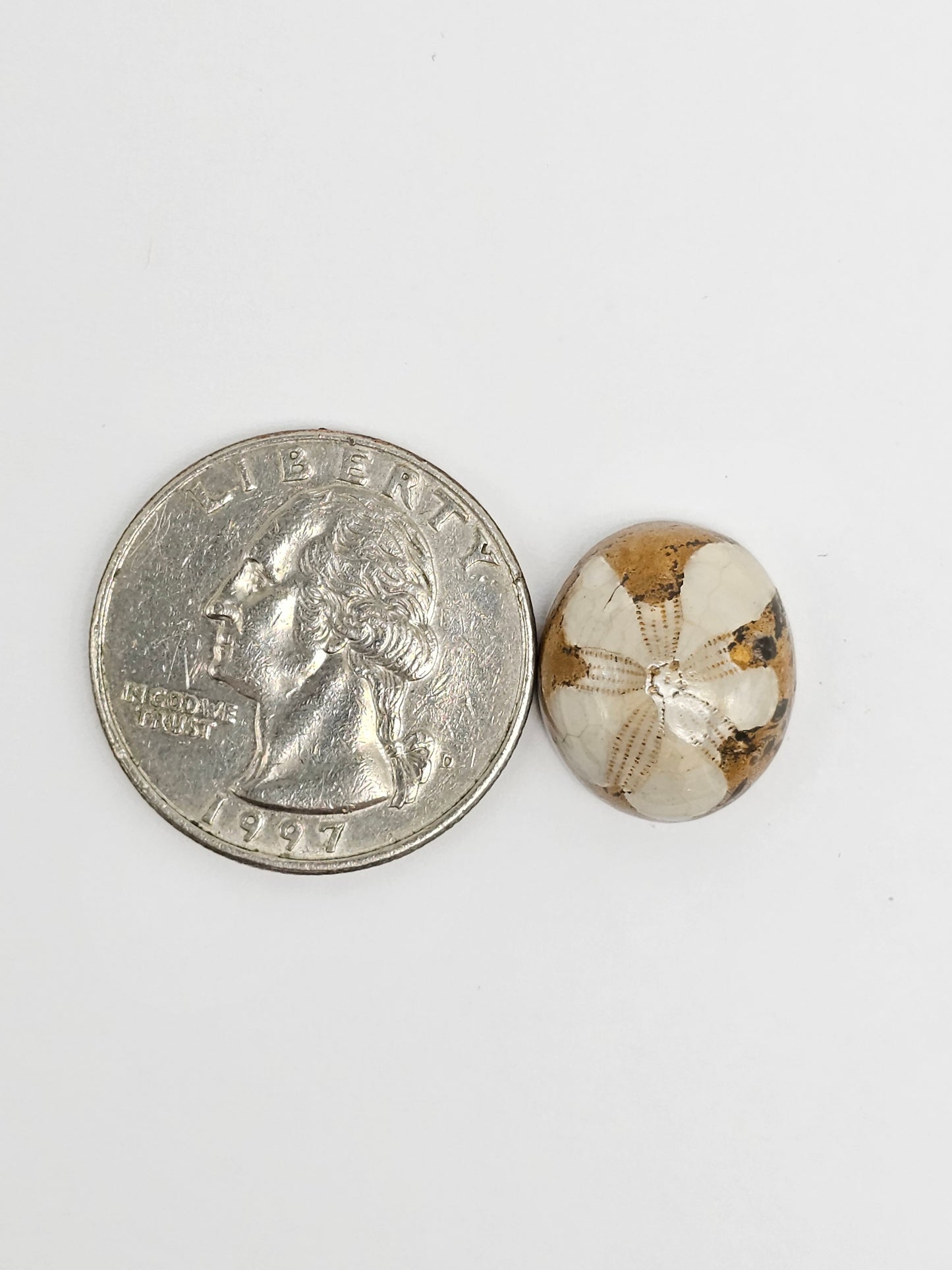 Sea Urchin (Sand Dollar) Fossil Cabochon – Rare Mexican Echinoid, Hand Polished
