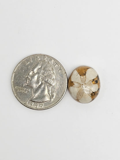 Sea Urchin (Sand Dollar) Fossil Cabochon – Rare Mexican Echinoid, Hand Polished