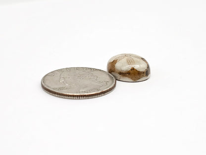 Sea Urchin (Sand Dollar) Fossil Cabochon – Rare Mexican Echinoid, Hand Polished