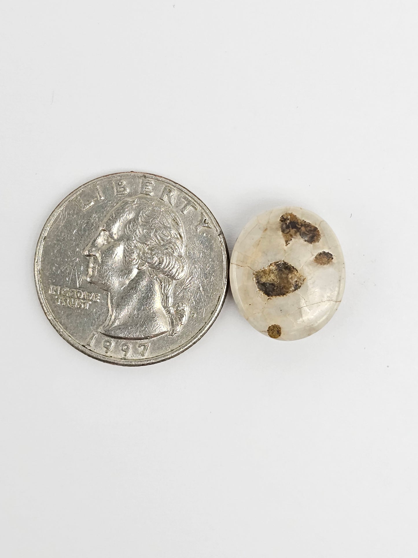 Sea Urchin (Sand Dollar) Fossil Cabochon – Rare Mexican Echinoid, Hand Polished