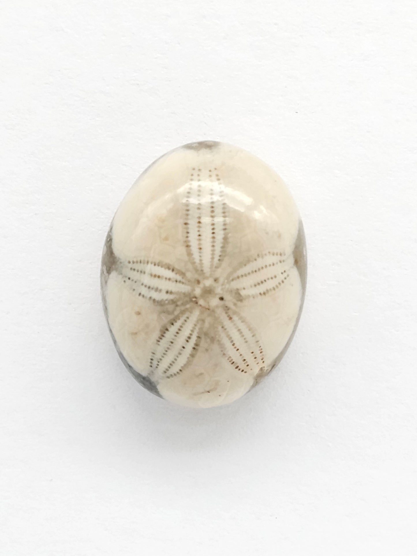 Sea Urchin (Sand Dollar) Fossil Cabochon – Rare Mexican Echinoid, Hand Polished
