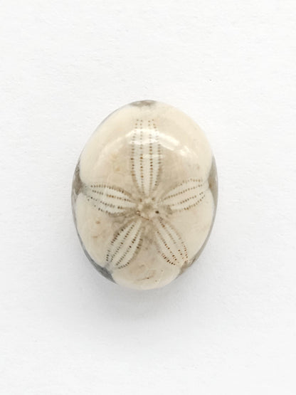 Sea Urchin (Sand Dollar) Fossil Cabochon – Rare Mexican Echinoid, Hand Polished