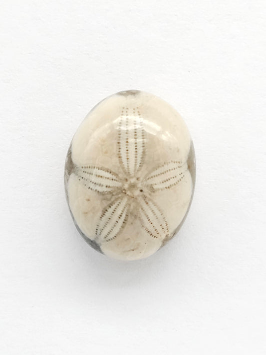 Sea Urchin (Sand Dollar) Fossil Cabochon – Rare Mexican Echinoid, Hand Polished