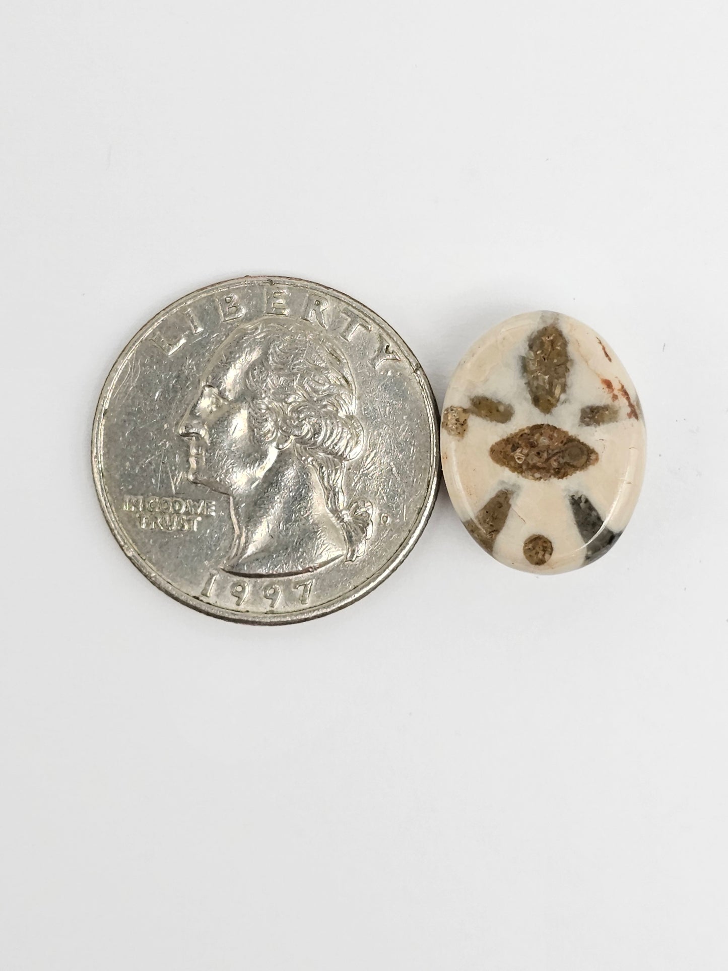 Sea Urchin (Sand Dollar) Fossil Cabochon – Rare Mexican Echinoid, Hand Polished