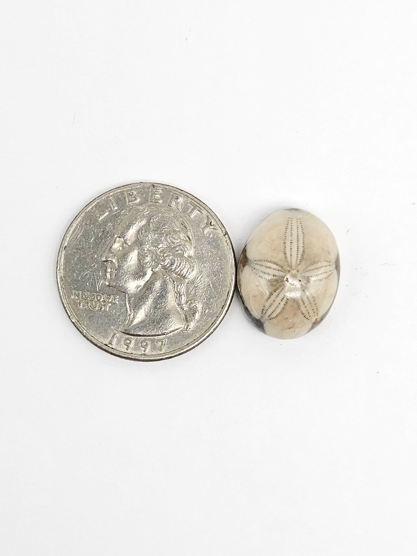 Sea Urchin (Sand Dollar) Fossil Cabochon – Rare Mexican Echinoid, Hand Polished