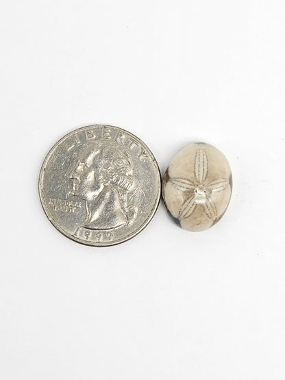Sea Urchin (Sand Dollar) Fossil Cabochon – Rare Mexican Echinoid, Hand Polished