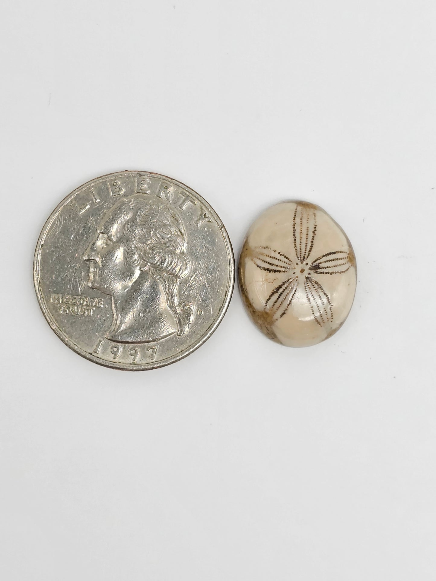 Sea Urchin (Sand Dollar) Fossil Cabochon – Rare Mexican Echinoid, Hand Polished