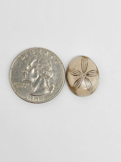 Sea Urchin (Sand Dollar) Fossil Cabochon – Rare Mexican Echinoid, Hand Polished