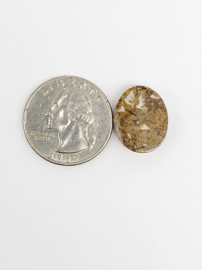 Sea Urchin (Sand Dollar) Fossil Cabochon – Rare Mexican Echinoid, Hand Polished