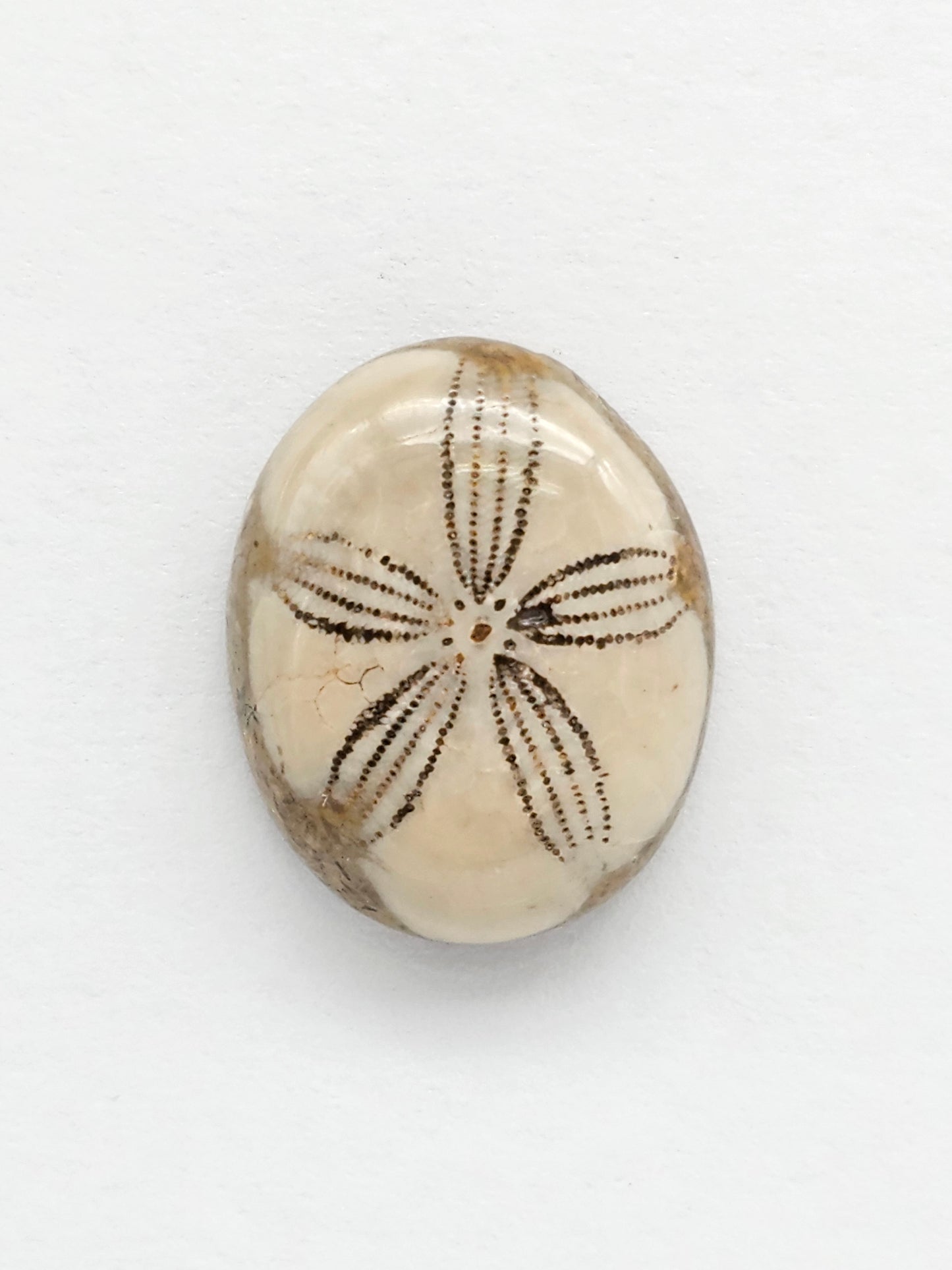 Sea Urchin (Sand Dollar) Fossil Cabochon – Rare Mexican Echinoid, Hand Polished