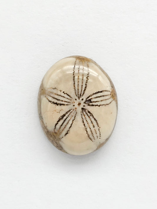 Sea Urchin (Sand Dollar) Fossil Cabochon – Rare Mexican Echinoid, Hand Polished