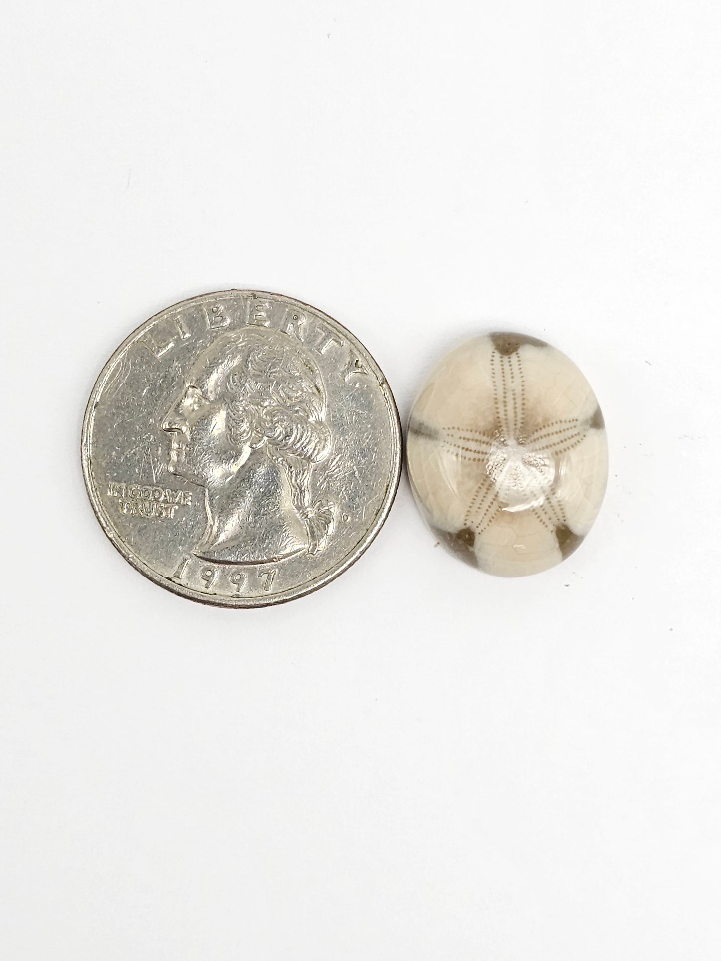 Sea Urchin (Sand Dollar) Fossil Cabochon – Rare Mexican Echinoid, Hand Polished