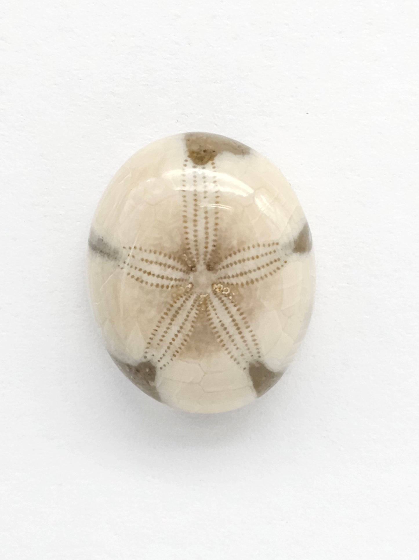 Sea Urchin (Sand Dollar) Fossil Cabochon – Rare Mexican Echinoid, Hand Polished