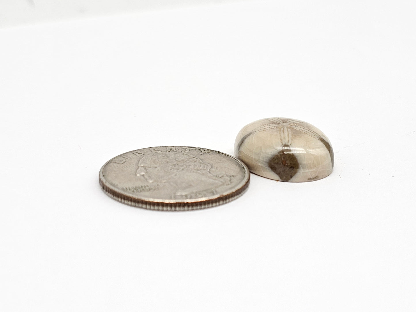 Sea Urchin (Sand Dollar) Fossil Cabochon – Rare Mexican Echinoid, Hand Polished