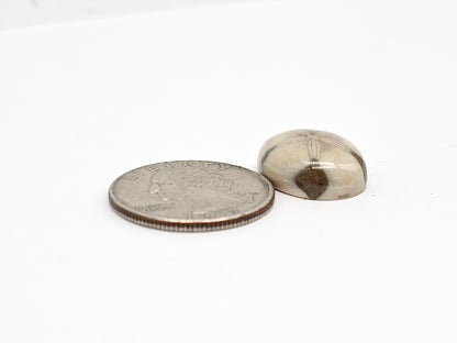 Sea Urchin (Sand Dollar) Fossil Cabochon – Rare Mexican Echinoid, Hand Polished