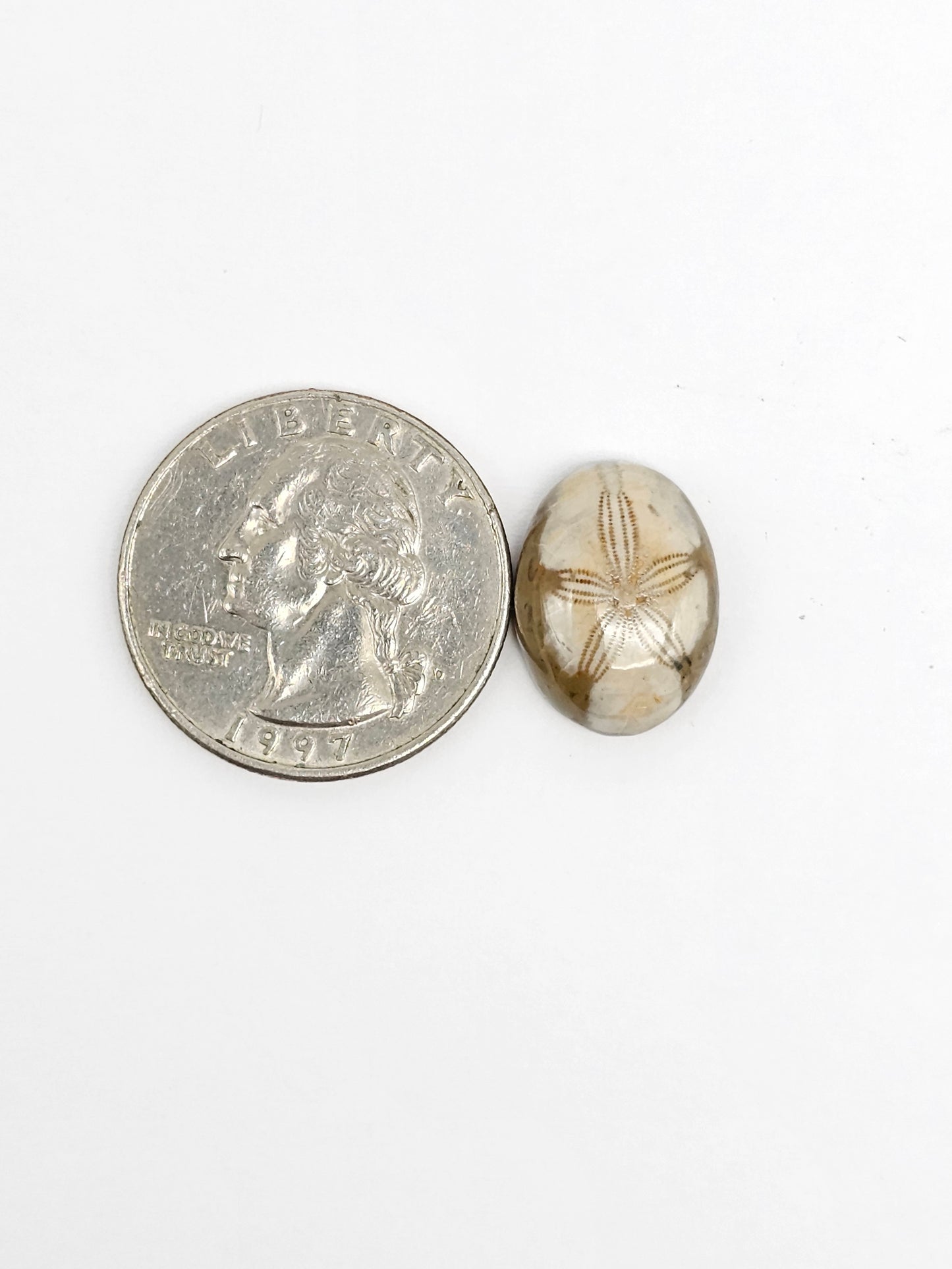 Sea Urchin (Sand Dollar) Fossil Cabochon – Rare Mexican Echinoid, Hand Polished