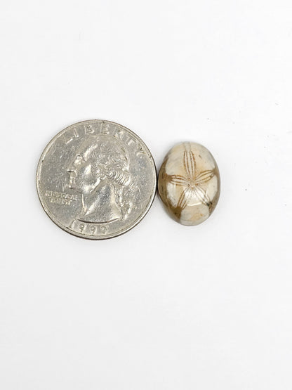 Sea Urchin (Sand Dollar) Fossil Cabochon – Rare Mexican Echinoid, Hand Polished