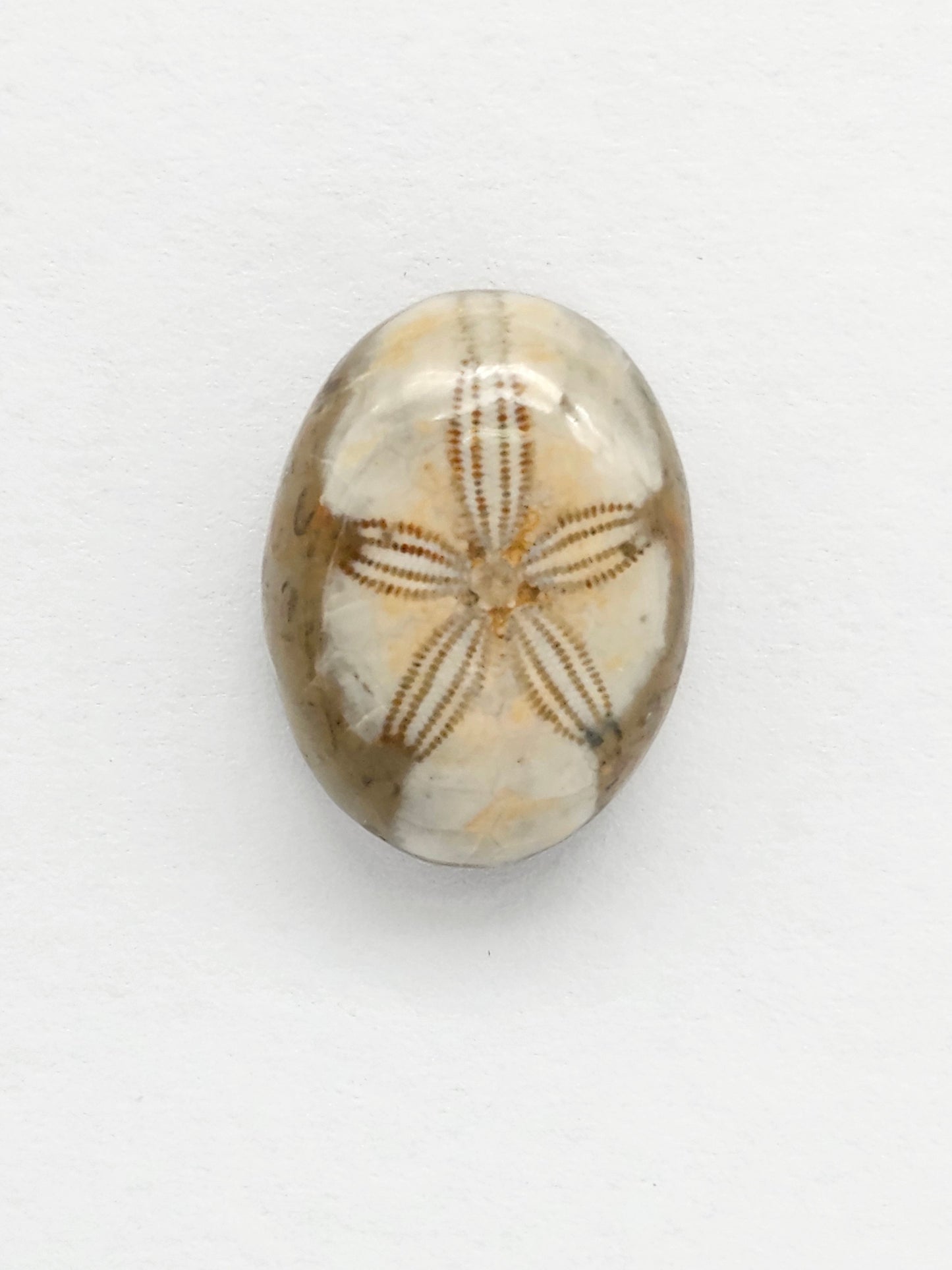 Sea Urchin (Sand Dollar) Fossil Cabochon – Rare Mexican Echinoid, Hand Polished