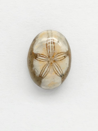 Sea Urchin (Sand Dollar) Fossil Cabochon – Rare Mexican Echinoid, Hand Polished