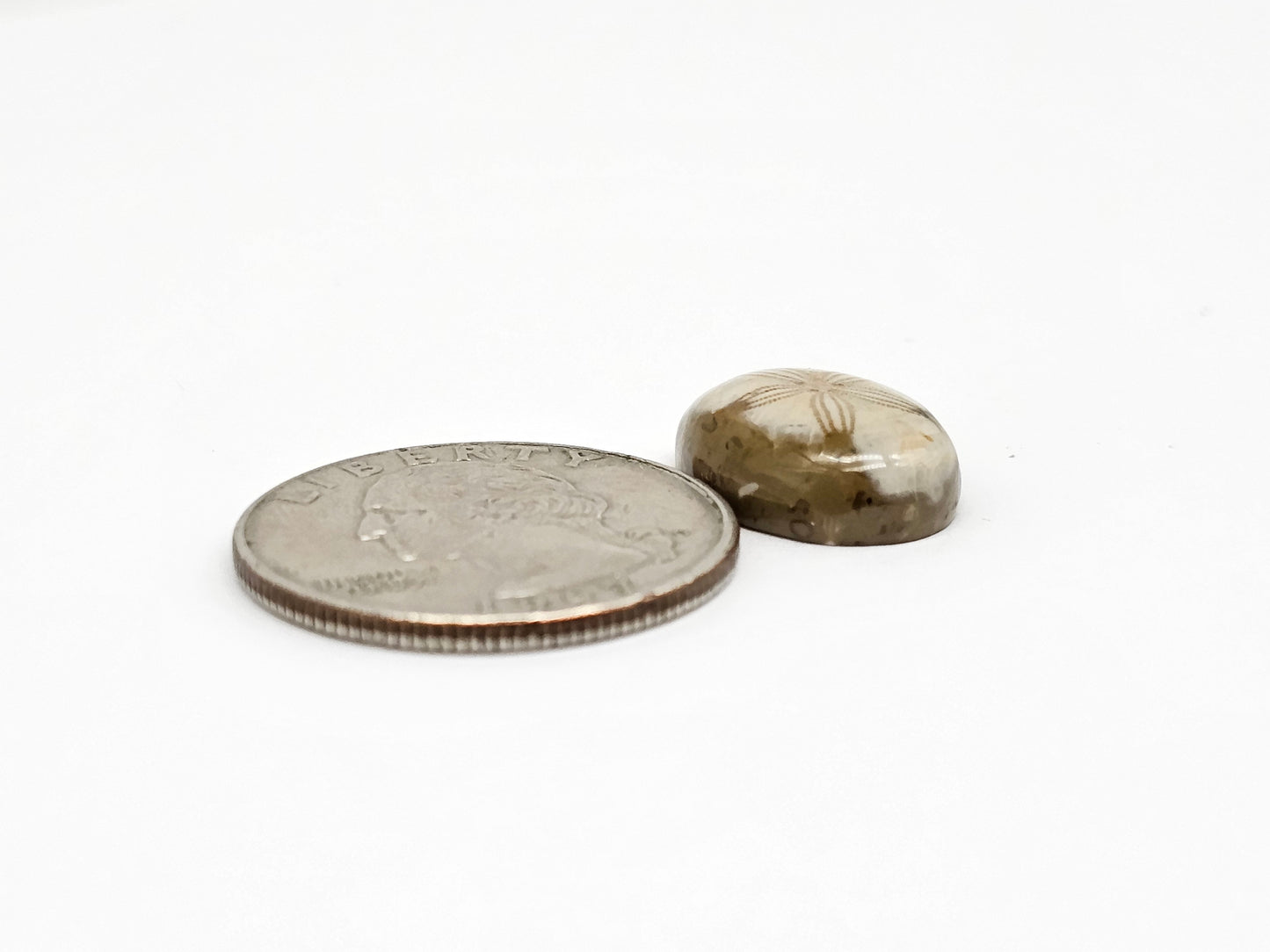Sea Urchin (Sand Dollar) Fossil Cabochon – Rare Mexican Echinoid, Hand Polished