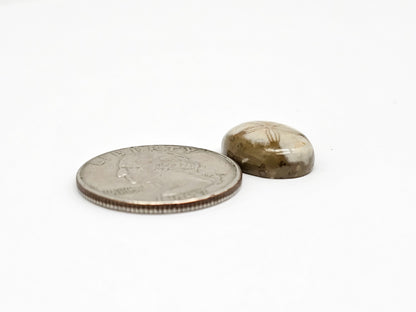 Sea Urchin (Sand Dollar) Fossil Cabochon – Rare Mexican Echinoid, Hand Polished