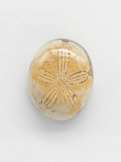 Sea Urchin (Sand Dollar) Fossil Cabochon – Rare Mexican Echinoid, Hand Polished