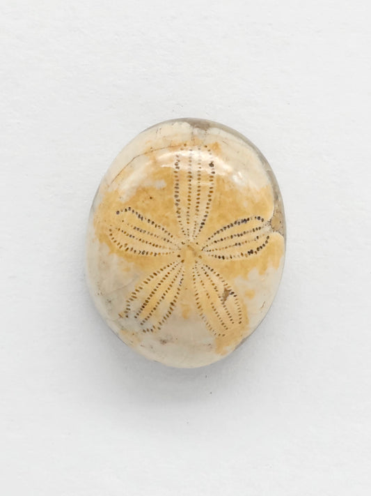 Sea Urchin (Sand Dollar) Fossil Cabochon – Rare Mexican Echinoid, Hand Polished