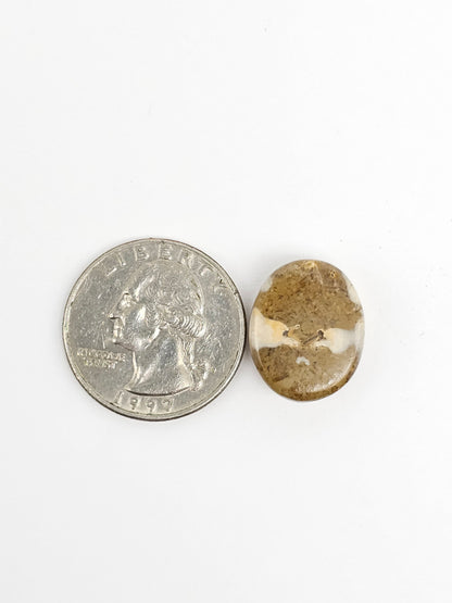 Sea Urchin (Sand Dollar) Fossil Cabochon – Rare Mexican Echinoid, Hand Polished