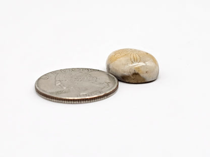 Sea Urchin (Sand Dollar) Fossil Cabochon – Rare Mexican Echinoid, Hand Polished