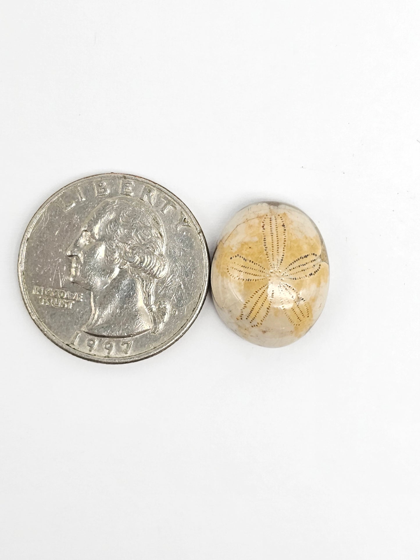 Sea Urchin (Sand Dollar) Fossil Cabochon – Rare Mexican Echinoid, Hand Polished