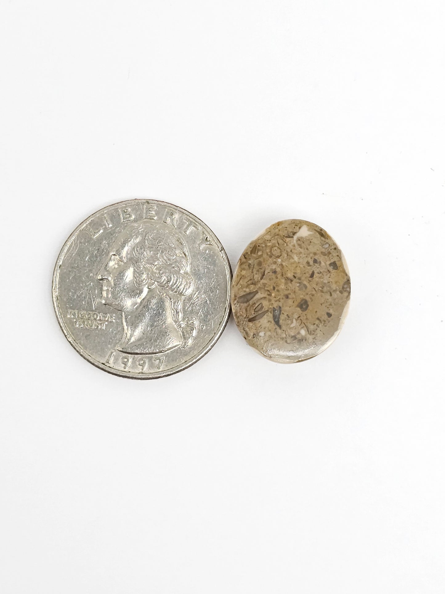 Sea Urchin (Sand Dollar) Fossil Cabochon – Rare Mexican Echinoid, Hand Polished