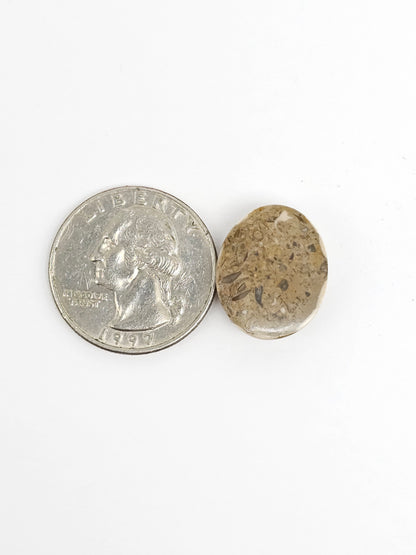 Sea Urchin (Sand Dollar) Fossil Cabochon – Rare Mexican Echinoid, Hand Polished