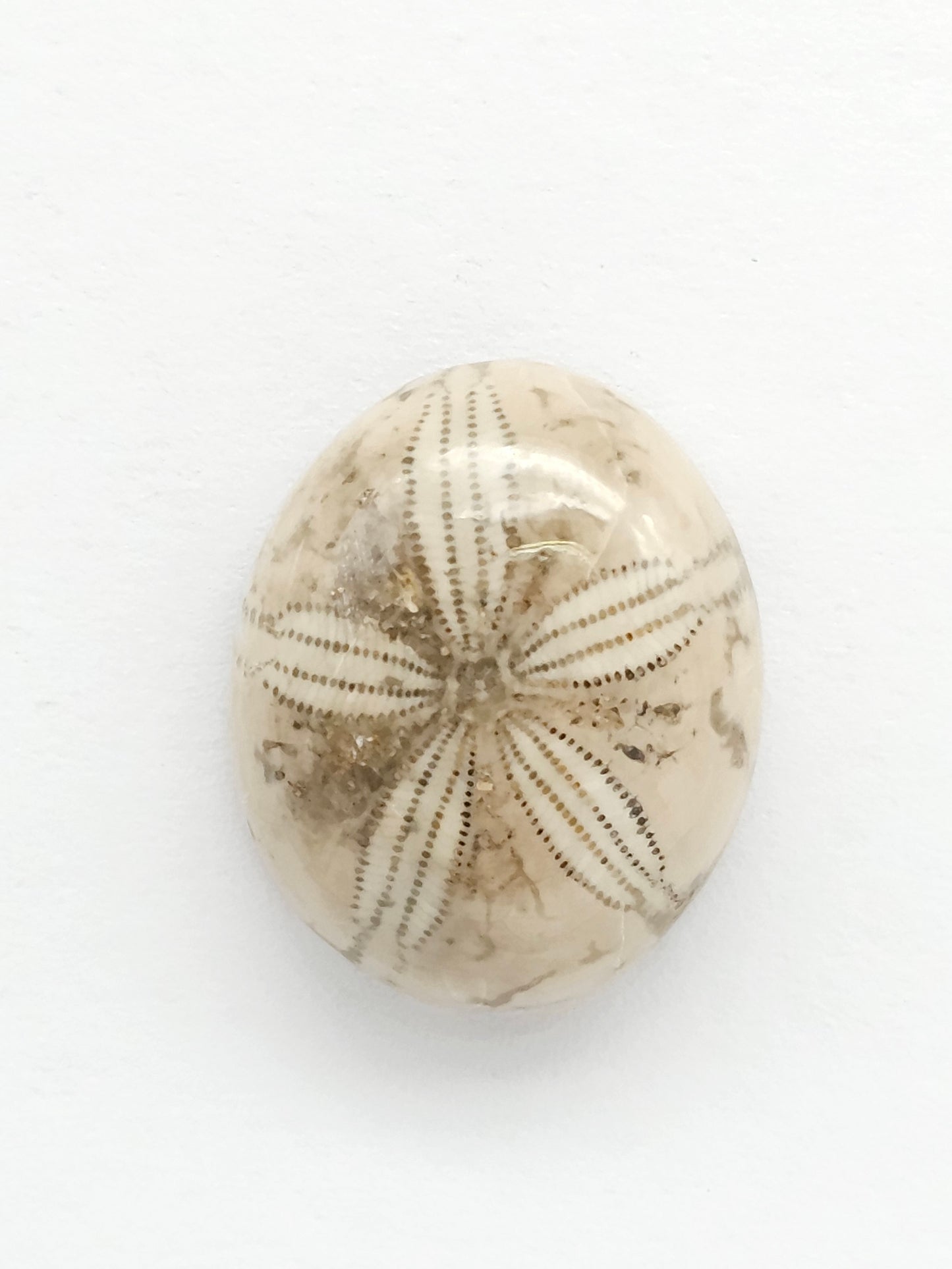 Sea Urchin (Sand Dollar) Fossil Cabochon – Rare Mexican Echinoid, Hand Polished