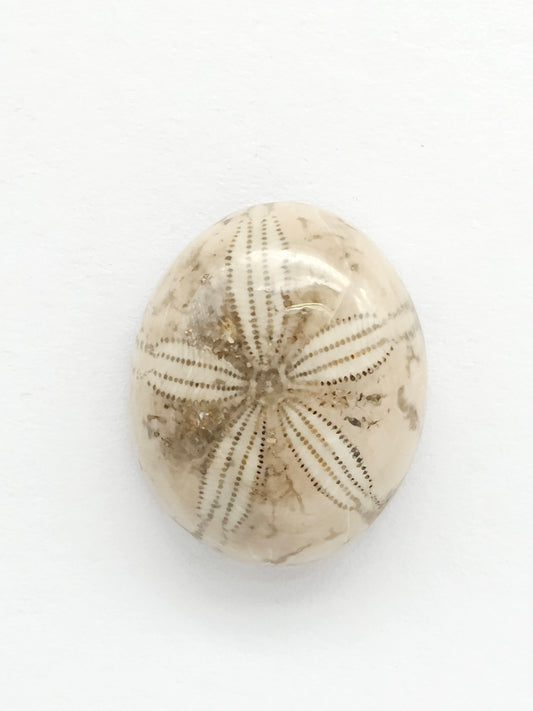 Sea Urchin (Sand Dollar) Fossil Cabochon – Rare Mexican Echinoid, Hand Polished