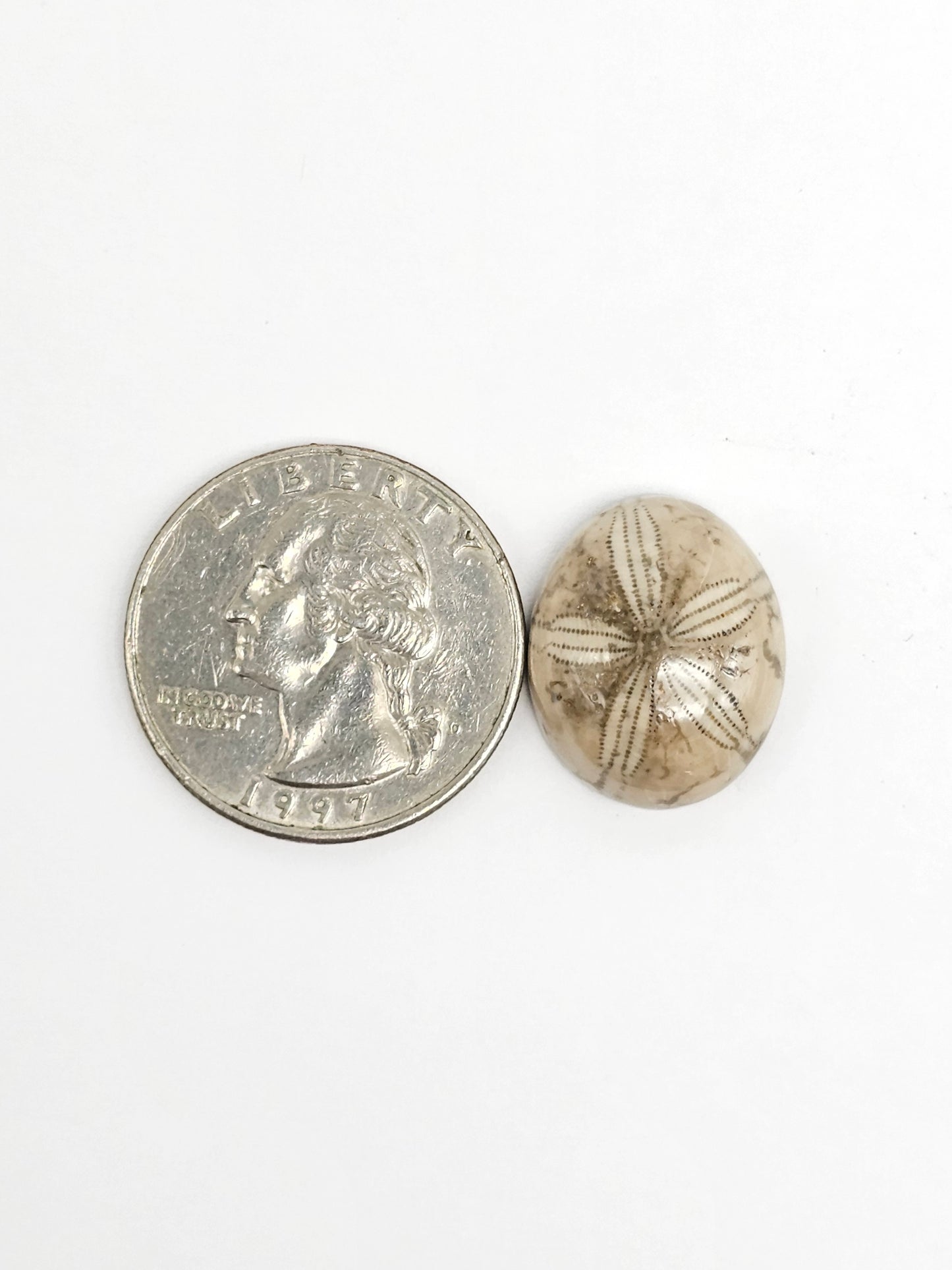 Sea Urchin (Sand Dollar) Fossil Cabochon – Rare Mexican Echinoid, Hand Polished