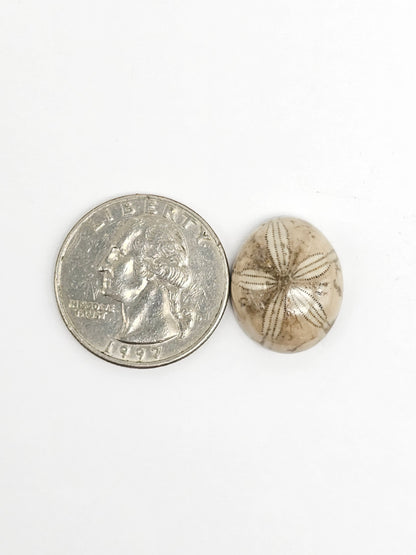 Sea Urchin (Sand Dollar) Fossil Cabochon – Rare Mexican Echinoid, Hand Polished