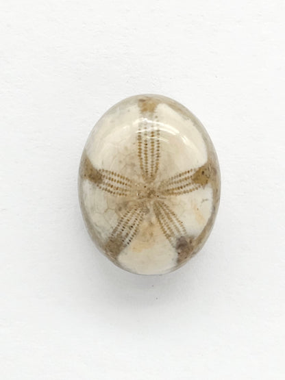Sea Urchin (Sand Dollar) Fossil Cabochon – Rare Mexican Echinoid, Hand Polished