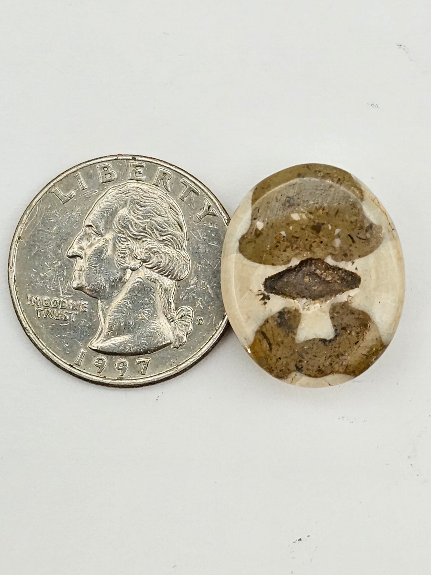 Sand dollar fossil medium
